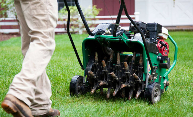 Lawn aeration service showing soil plugs