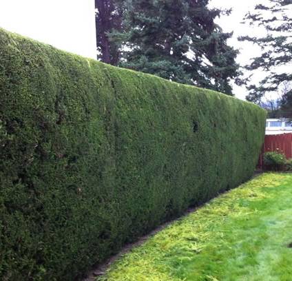 Neatly trimmed cedar hedge along a property line